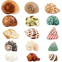 WeDoSoy 15PCS Hermit Crab Shells | Natural Sea Conch Size 1.6